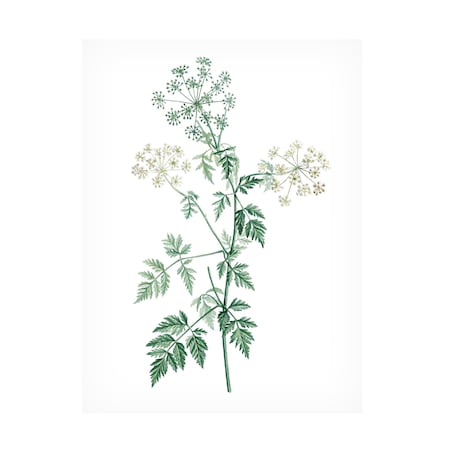 Vision Studio 'Soft Green Botanical II' Canvas Art, 18x24